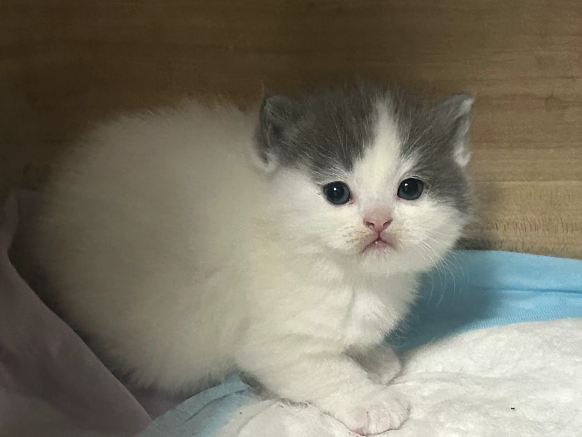 英短蓝白弟弟 活泼可爱 开脸正 胖嘟嘟的